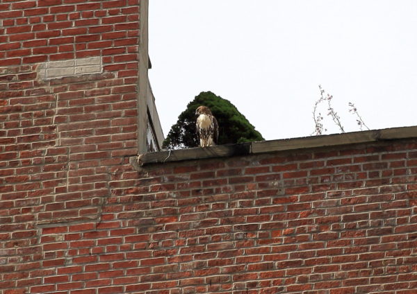 Washington Square Park Red-tailed Hawk fledgling sitting on NYC building top