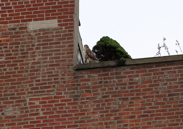 Washington Square Park Red-tailed Hawk fledgling standing on NYC building