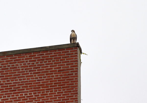 Washington Square Park Red-tailed Hawk fledgling standing on building ledge