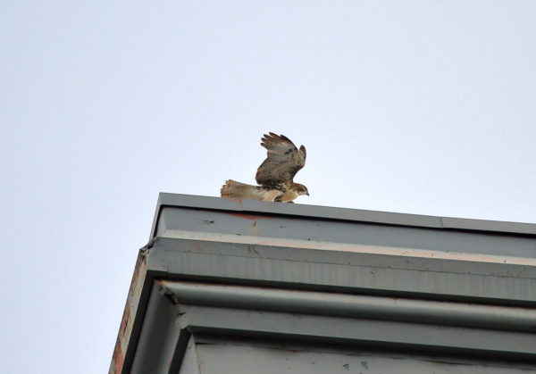 Washington Square Park Red-tailed Hawk fledgling walking on NYC building roof