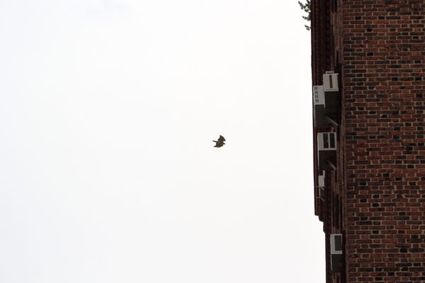 Washington Square Park Red-tailed Hawk flying toward NYC building