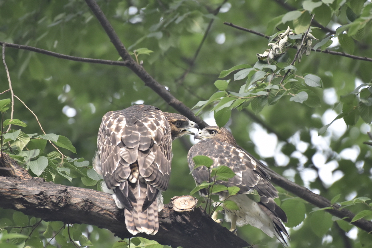 Washington Square Park NYU Red-tailed Hawk fledglings play biting on a tree branch