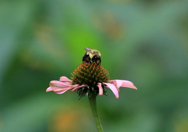 Bee collecting flower pollen Washington Square Park NYC