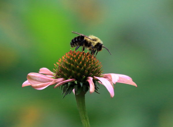 Bee collecting flower pollen Washington Square Park NYC detail