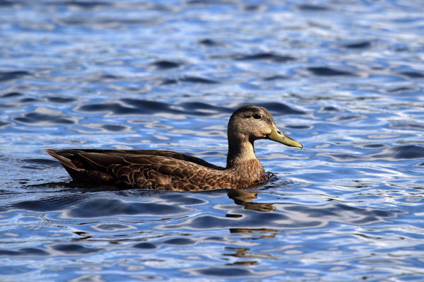 Black Duck swimming on the lake