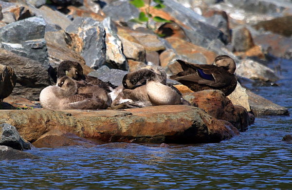 Black Duck preening resting with Canada Goose goslings