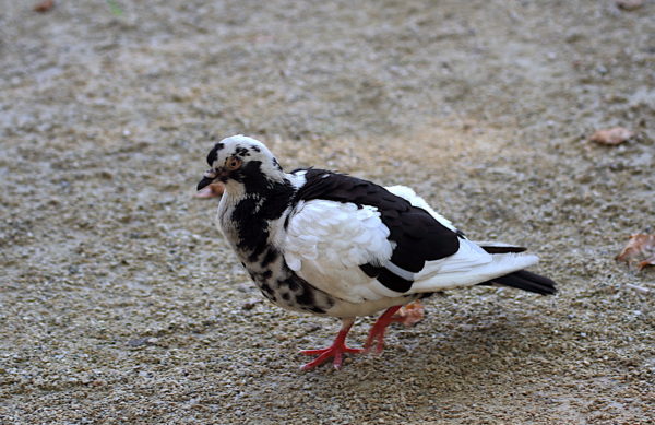 Black and white speckled NYC pigeon