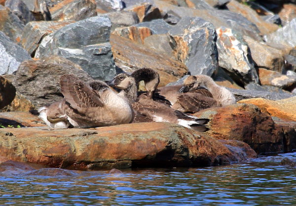 Canada Geese goslings resting and preening on rocky shore