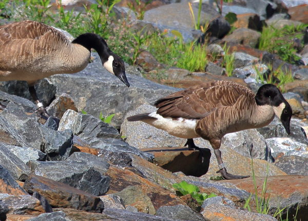 Two banded Canada Geese walking on rocky shore