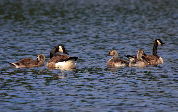 Canada Goose family on lake