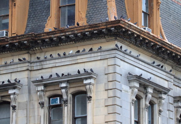 Closeup of pigeons on Metropolitan Savings Bank Building, NYC