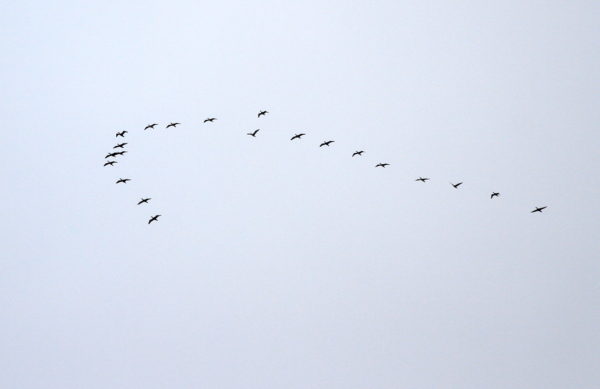 Geese flying south over NYC