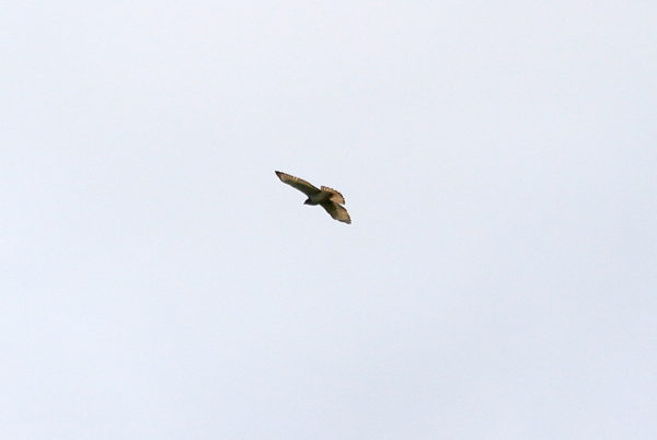Hawk flying above lake