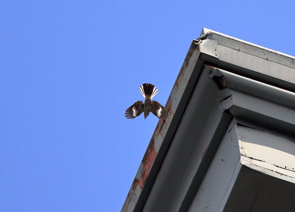 Mockingbird flying next to NYC building