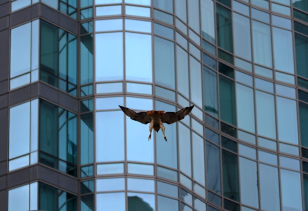 NYC Red-tailed Hawk Bobby diving near 26 Astor Place
