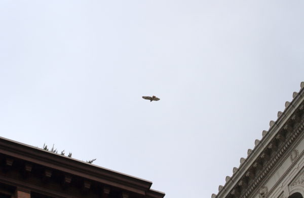 NYC Red-tailed Hawk Bobby flying over buildings