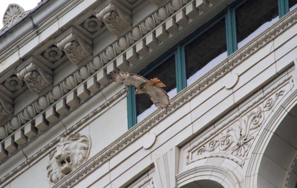 NYC Red-tailed Hawk Bobby flying past building