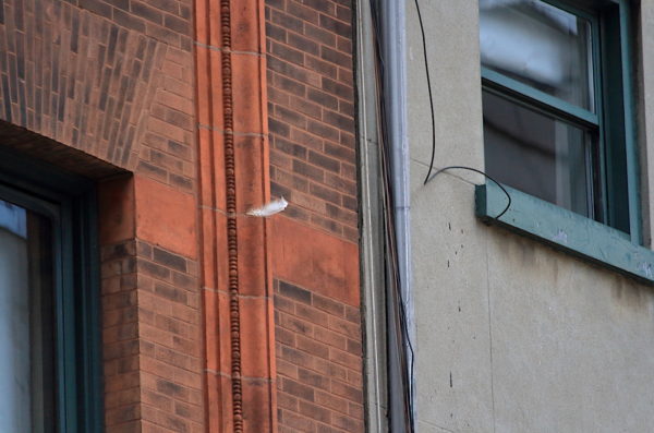 Sadie's feather floating by windows