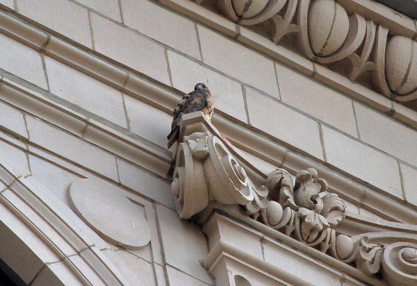 NYC Red-tailed Hawk Sadie on building