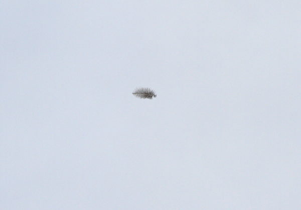 NYC Red-tailed Hawk feather floating above city