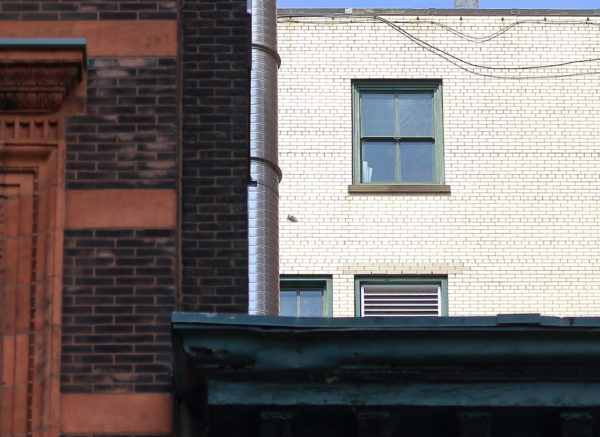 NYC Red-tailed Hawk feather landing on building