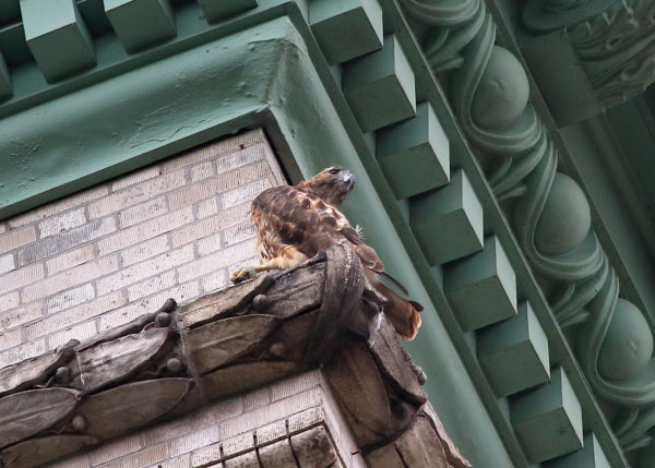 NYU Red-tailed Hawk in mid-preen