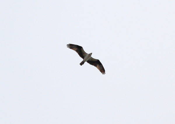 Osprey flying over NYC