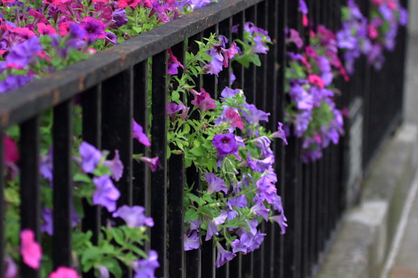 Potted flowers growing past West Village NYC fence