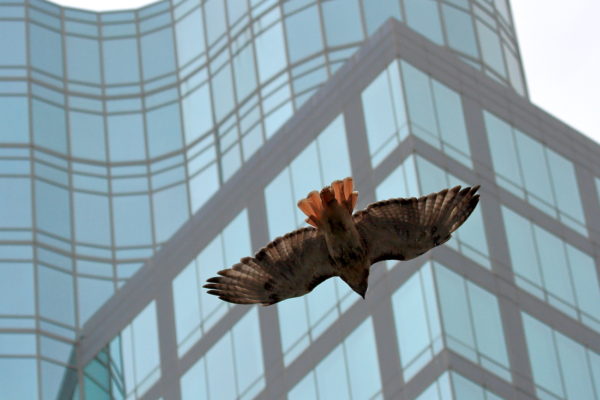 Red-tailed Hawk Bobby flying near 26 Astor Place