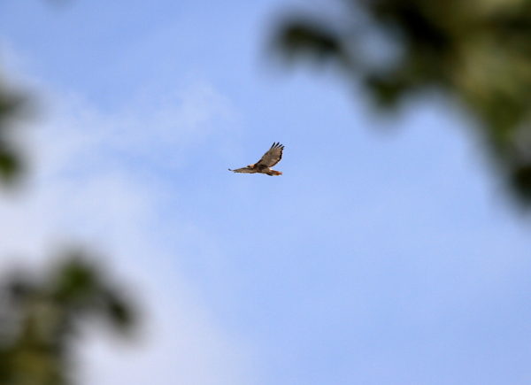 Red-tailed Hawk Bobby flying over NYC