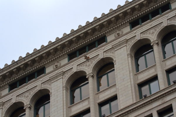 Red-tailed Hawk Bobby flying past Wanamaker Building