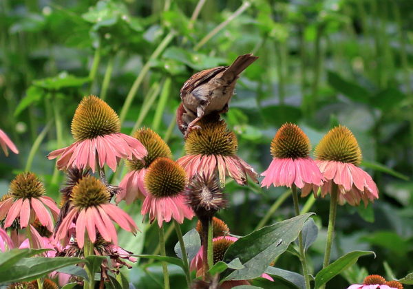 Sparrow eating flower seeds Washington Square Park NYC