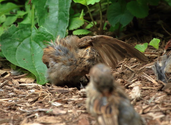 Sparrow preening underside wing Washington Square Park