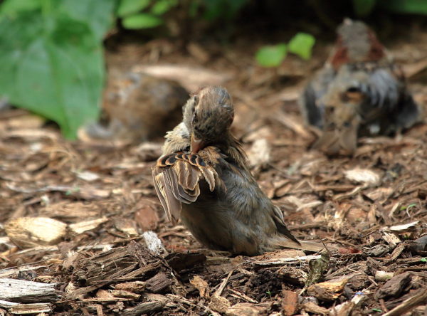 Sparrow preening wing Washington Square Park NYC