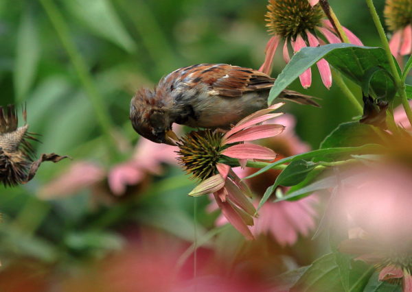 Sparrow standing on Washington Square Park flower