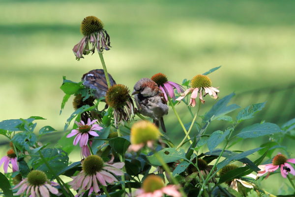 Sparrows eating flower seeds in Washington Square Park