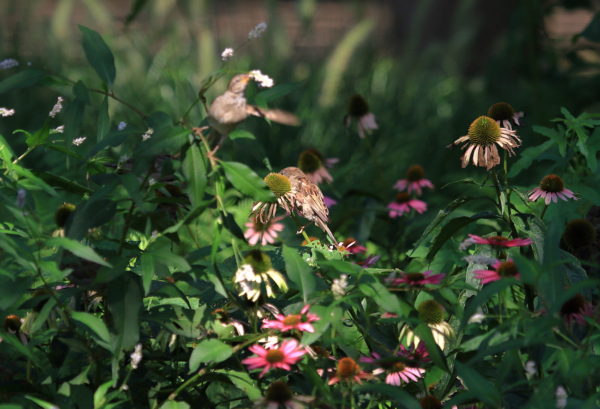 Sparrows sitting in Washington Square Park flowers
