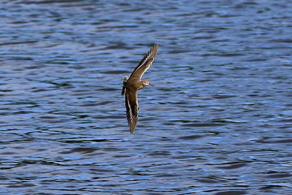 Spotted Sandpiper flying over lake