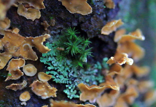 Three lichen variations on tree