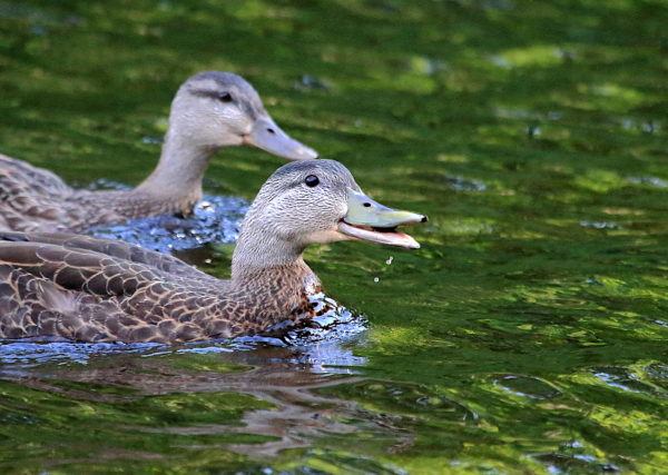 Two Black Ducks swimming together on lake