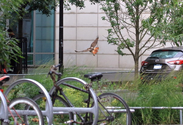 Washington Square Hawk Bobby flying low over sidewalk