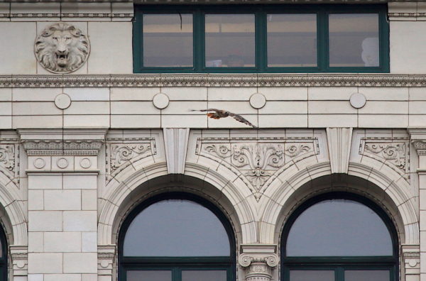 Washington Square Hawk Bobby flying past Wanamaker building