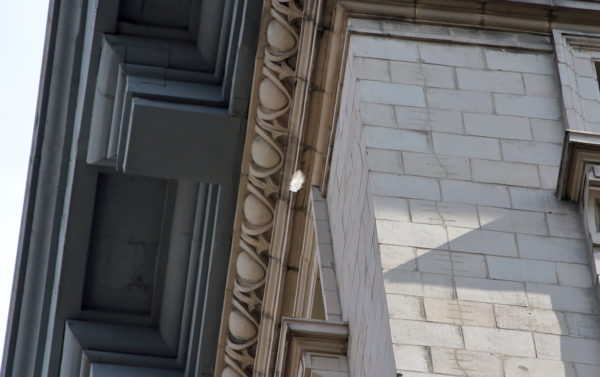 Washington Square Hawk Sadie feather floating in air