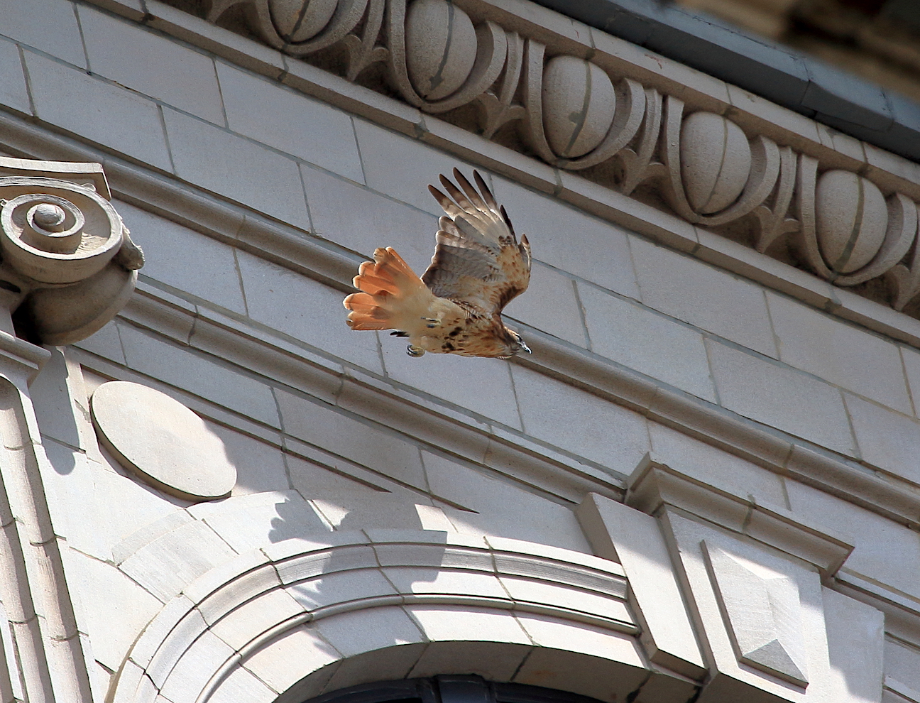 Washington Square Hawk Sadie flying along building