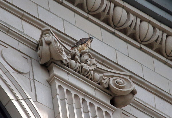 Washington Square Hawk Sadie on Cardozo building column