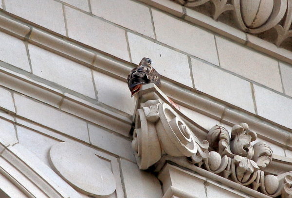 Washington Square Hawk Sadie preening on Cardozo building