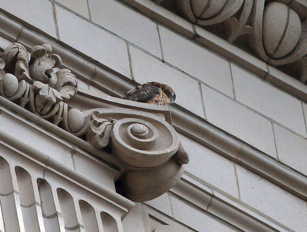 Washington Square Hawk Sadie preening chest feathers on building