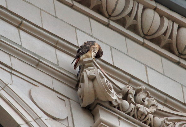 Washington Square Hawk Sadie preening chest on building