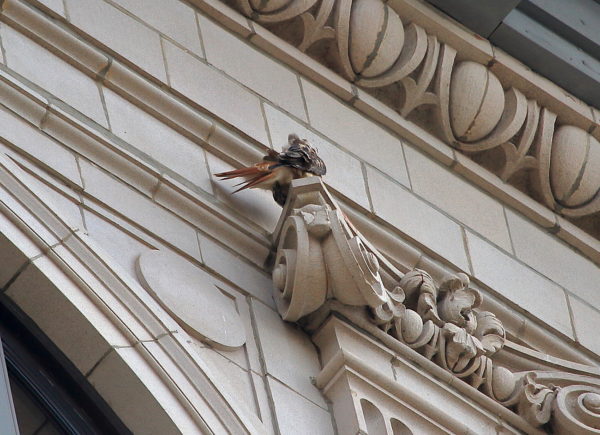 Washington Square Hawk Sadie preening on Cardozo Building