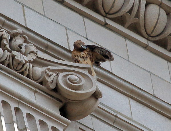 Washington Square Hawk Sadie preening underside of wing